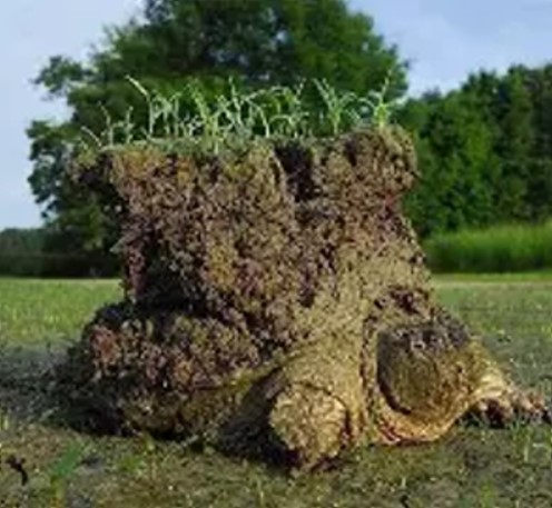 Turtle Tree